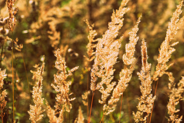 Dry grass in the summer meadow close-up. Natural background retro style toned