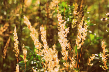 Dry grass in the summer meadow close-up. Natural background retro style toned