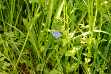 summer field of blue flowers on a sunny day