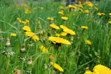 summer field of yellow dandelions on a sunny day