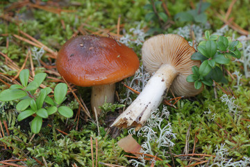 Cortinarius mucosus, known as the orange webcap or the slimy cortinarius, wild mushroom from Finland