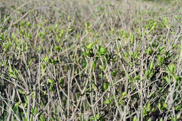 the views of the young spring bushes with small green leaves