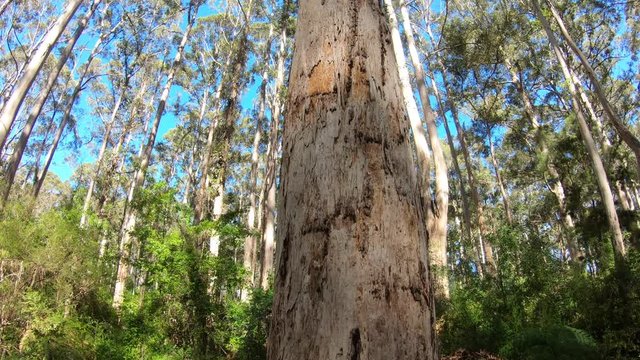 Canopy of trees as view from drive through a tall trees forest in South Western Australia