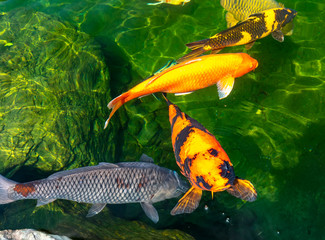 Movement group of colorful koi fish in clear water. This is a species of Japanese carp in small lakes in the ecological tourist attractions.