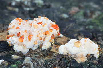 Hydnellum ferrugineum, known as the mealy tooth or the reddish-brown corky spine fungus, wild tooth...