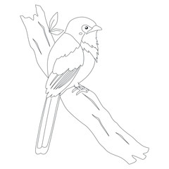 Bird of Indonesia coloring page, Luntur Kasumba bird (Red-naped trogon) perching on a tree branch. Exotic Indonesian bird cartoon vector. Coloring page for kids template.