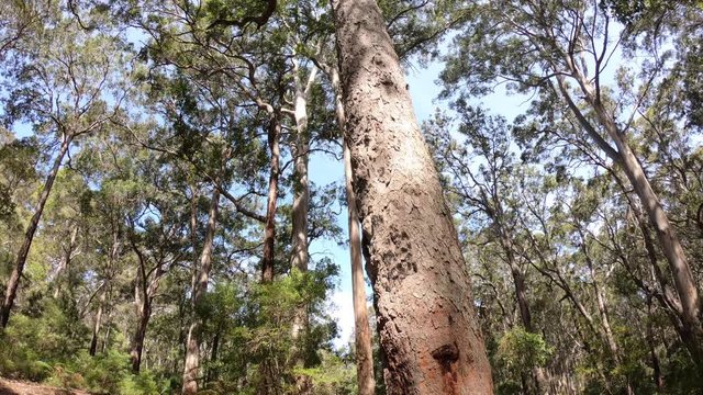 Canopy of tall trees in a forest in South Western Australia