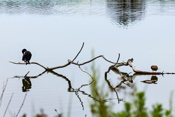 cormarant and duck perched on dry branch with reflections in water