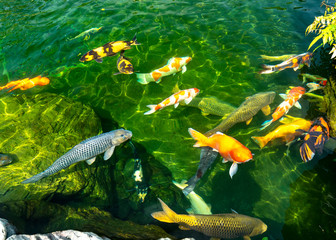 Movement group of colorful koi fish in clear water. This is a species of Japanese carp in small...