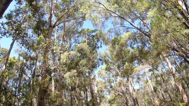 Karri forest in South Western Australia.
