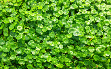 Centella asiatica green leaf herbal plant natural background pattern