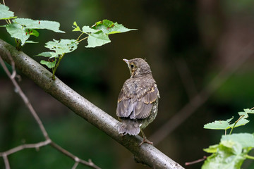 Fieldfare juvenile sitting on branch of tree. Cute common baby thrush. Bird in wildlife.