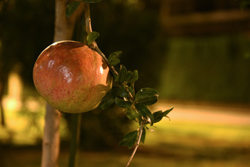 Beautiful Big Red Pomegranate on the Tree by Night