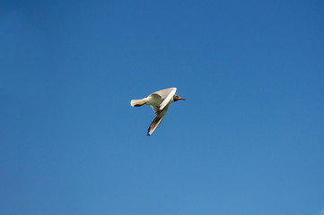 Fototapeta na wymiar Sea gull in flight against the blue sky