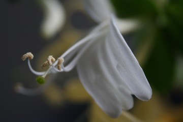 pistil de flor
