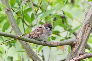 Eurasian tree sparrow passer montanus juvenile sitting on branch of tree. Cute young common urban bird in wildlife.