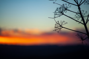 Silhouette of florence fennel at sunset