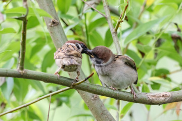 Eurasian tree sparrow passer montanus parent feeding juvenile on branch of tree. Cute common urban bird family in wildlife.