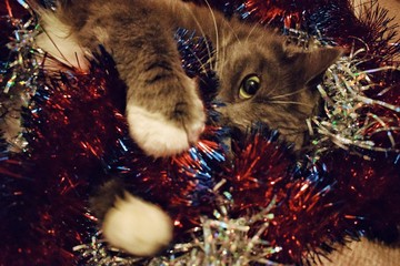 cat and christmas toys