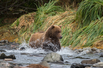 Nicht wasserscheu und voller Energie ! - Grizzlybären können bis zu 60 Stundenkilometer schnell laufen - Grizzlybär beim Fangen von Lachs