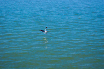 Fototapeta na wymiar A seagull sits on the blue sea waves