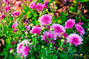 Purple flower bloom blossom winter