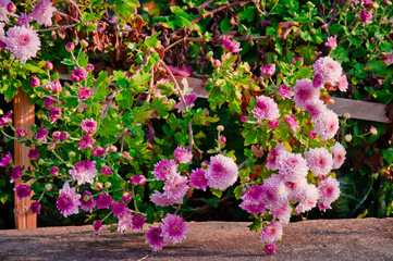Purple flower bloom blossom winter