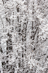 Dettaglio di rami coperti di neve