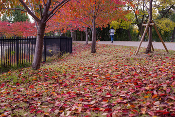 桜の紅葉と落葉の風景