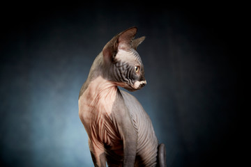 Sphynx cat looking aside. Studio portrait. Dark background. Animal isolated