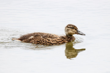 Mallard anas platyrhynchos young swimming on water alone. Cute common park duck in wildlife.