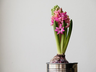 Pink beautiful hyacinth in an iron can. Top view. 