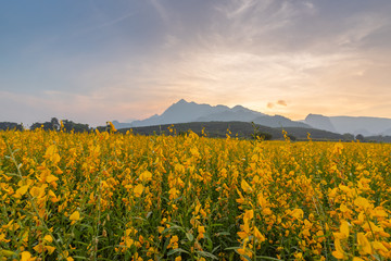 Yellow flower field with sunset behind the mountain.Crotalaria juncea flower plantation.Sceniery view of sunset with flower field in contryside landscape