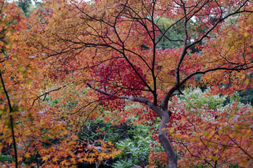 紅葉　オレンジ