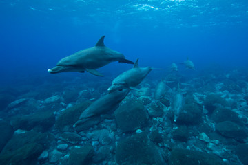 many dolphin in the sea