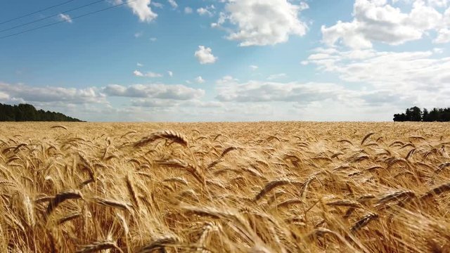 Wheat field, ears of wheat swaying from the gentle wind.