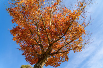 Leaves of Maple are become red in Japan.