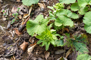 Flower of Giant Butterbur  are bloom in Fukuoka prefecture, JAPAN.