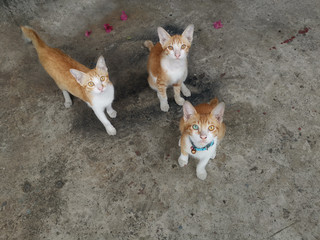 Three lovely kitty