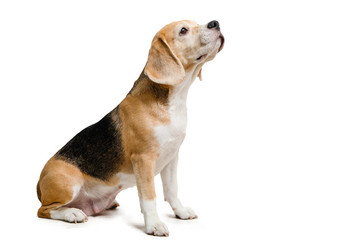 Beagle dog.