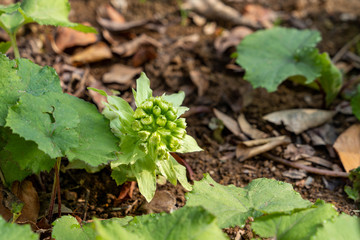 Flower of Giant Butterbur  are bloom in Fukuoka prefecture, JAPAN.