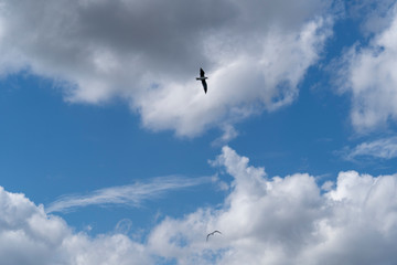 Seagulls in flight, with wings spread against bright blue sky with white clouds