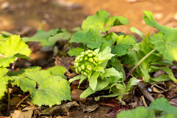 Flower of Giant Butterbur  are bloom in Fukuoka prefecture, JAPAN.