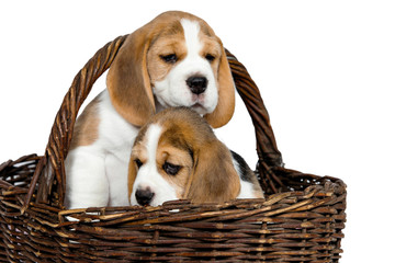 Two purebred puppies of a Beagle dog.