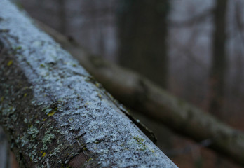 Frost on the wooden fence