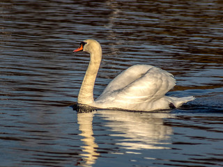 łabędź © Henryk Olszewski