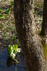 小川に咲くミズバショウ