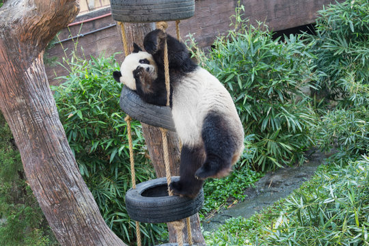 a giant panda playing