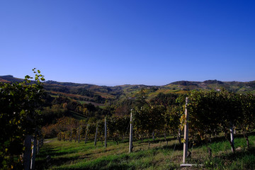 Fototapeta na wymiar typical landscapes of the Piedmontese Langhe