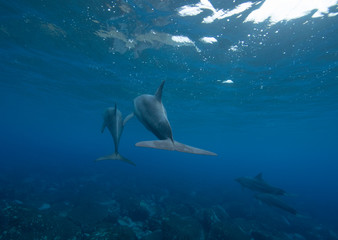 swimming in the dolphins